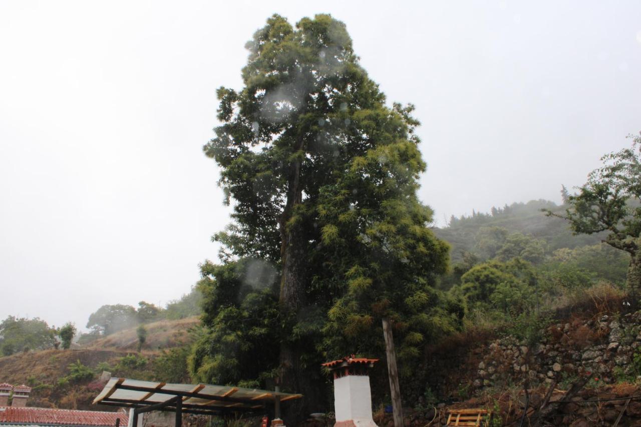 大加那利岛拉斯帕尔马斯Finca El Cole别墅 外观 照片