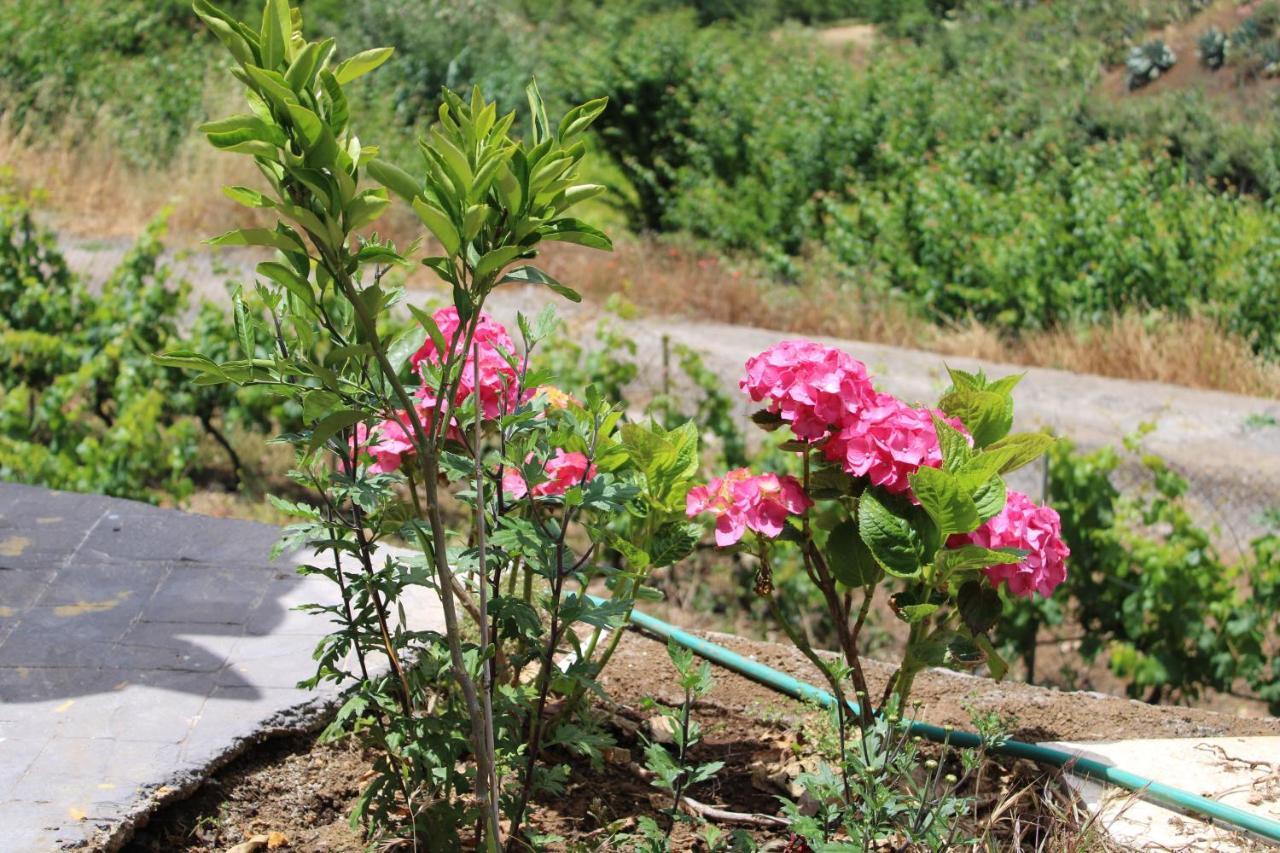 大加那利岛拉斯帕尔马斯Finca El Cole别墅 外观 照片